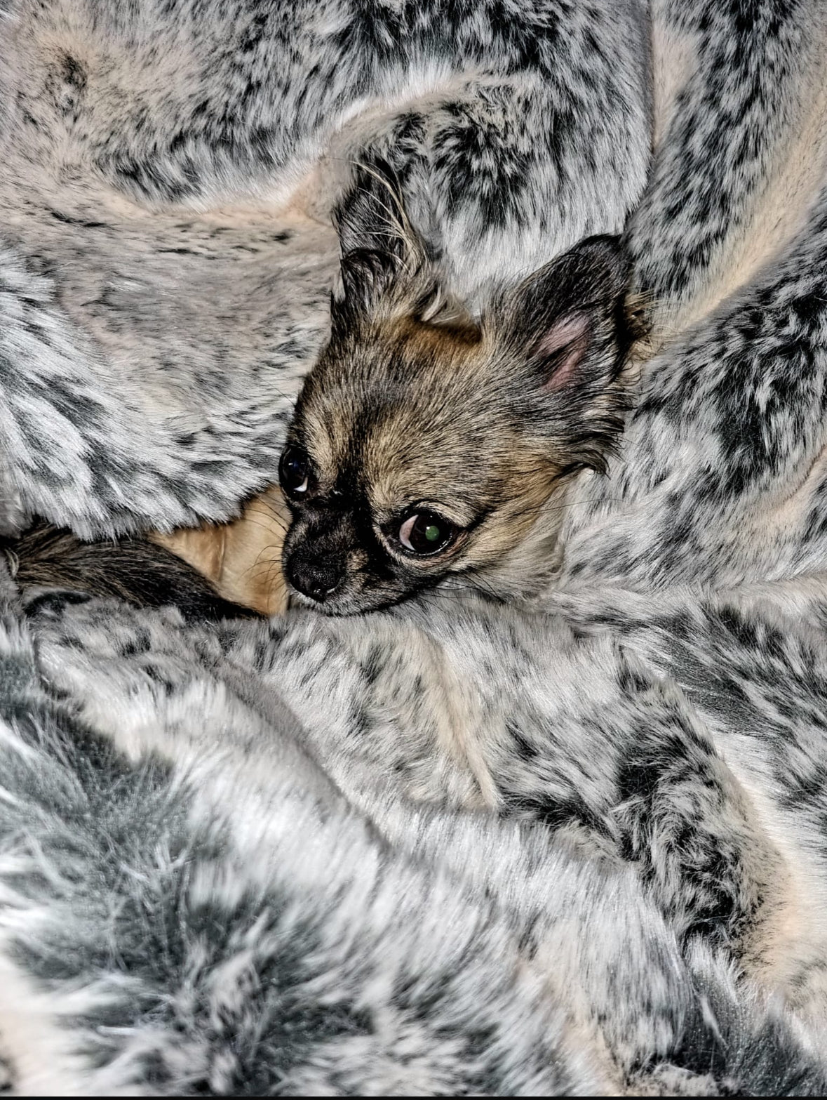 Dog bed Hideaway Cave Ornament