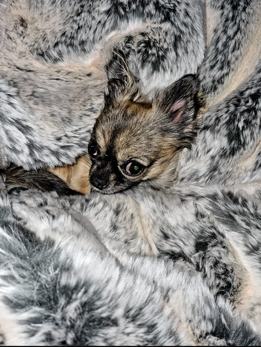 Adorno para cueva de cama para perros Hideaway